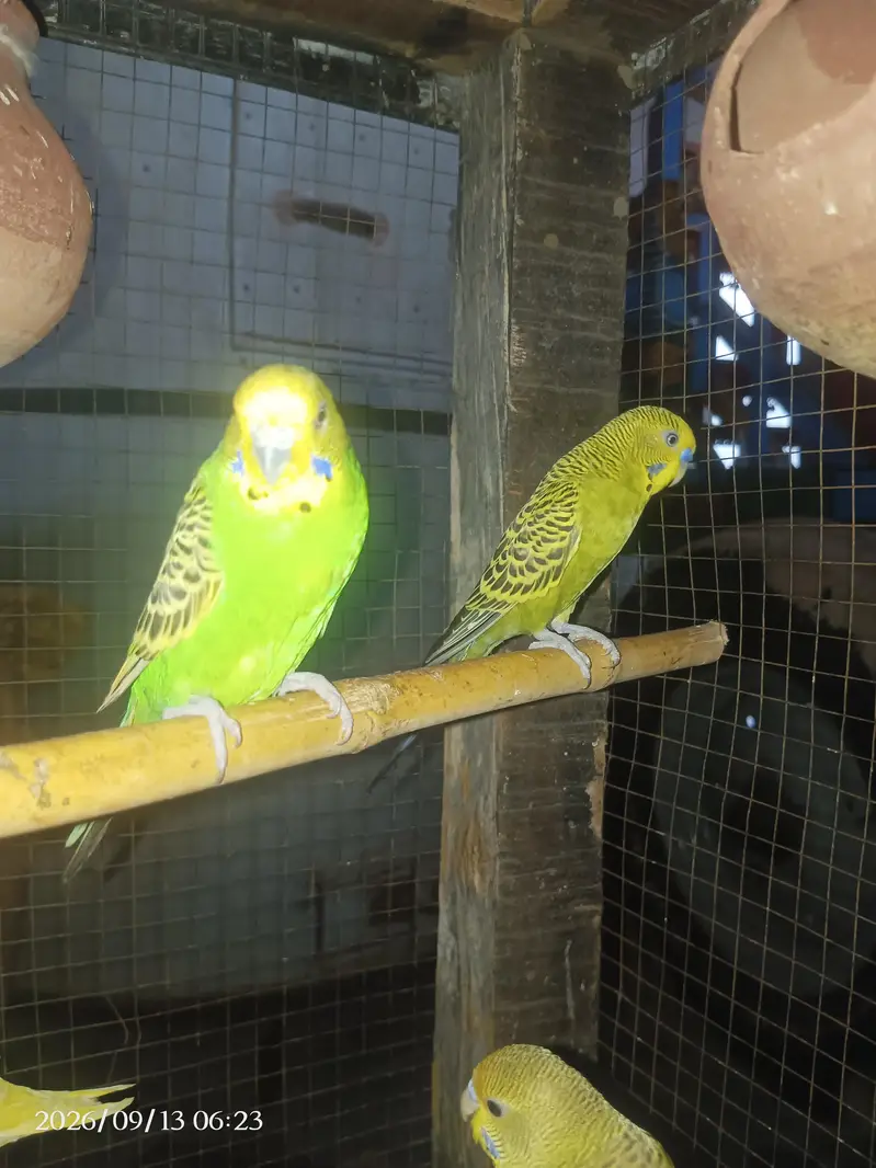 Australian parrot breeder pair — photo 4