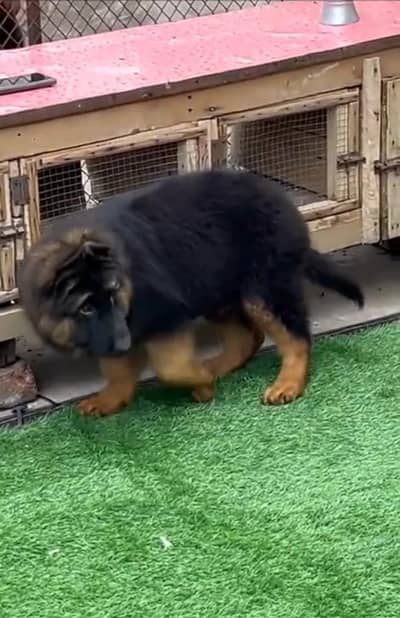 German Shepherd long coat puppies for sale my WhatsApp 03440066156