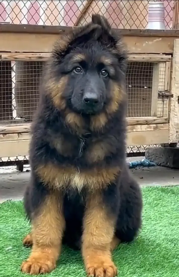German Shepherd long coat puppies for sale my WhatsApp 03440066156 — photo 3