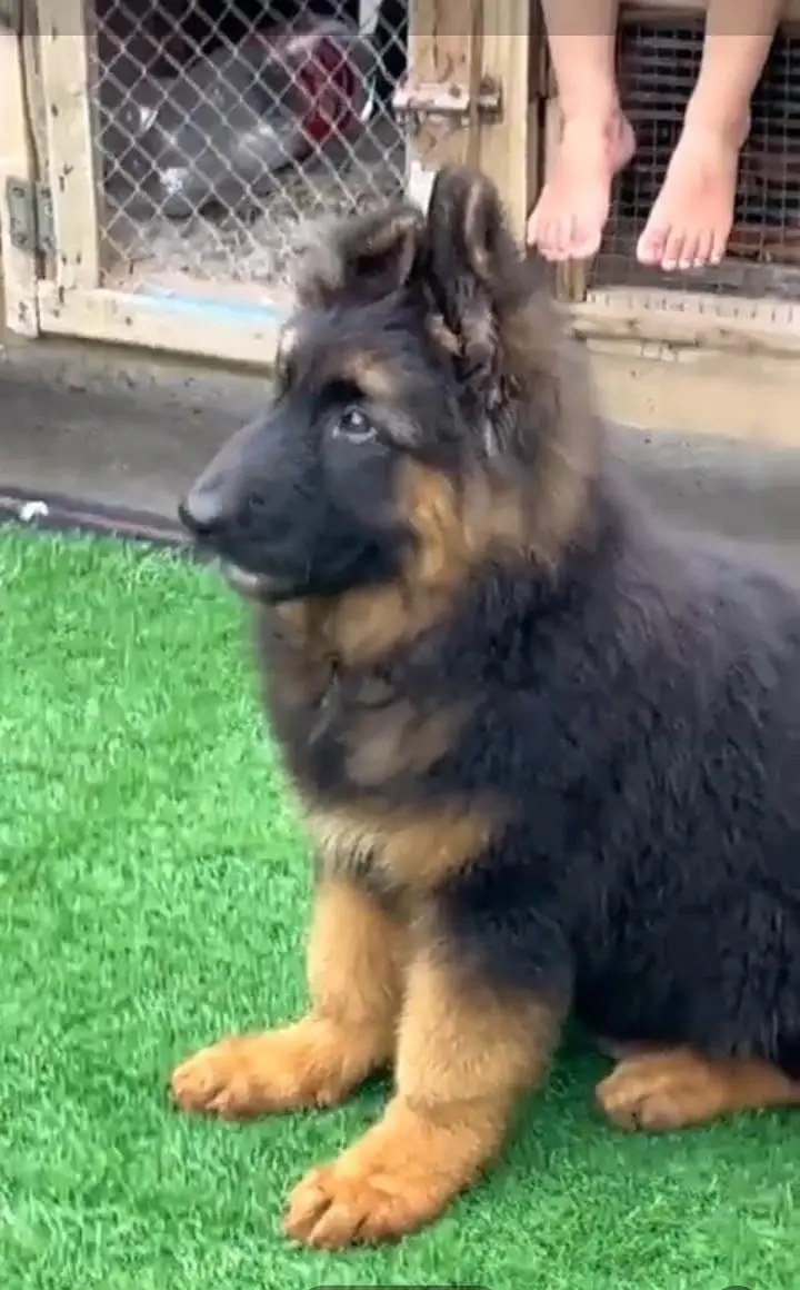 German Shepherd long coat puppies for sale my WhatsApp 03440066156 — photo 4