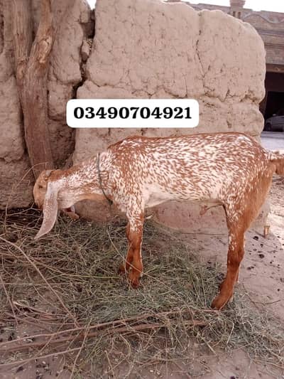 desi Bakra for Sale Mashallah