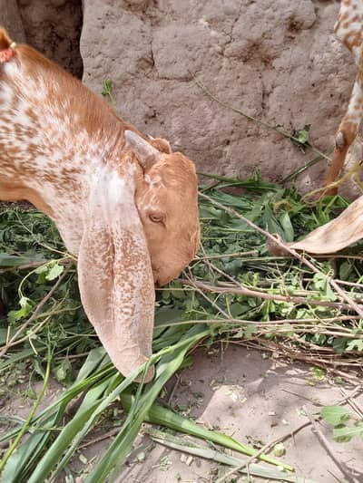 desi Bakra for Sale Mashallah