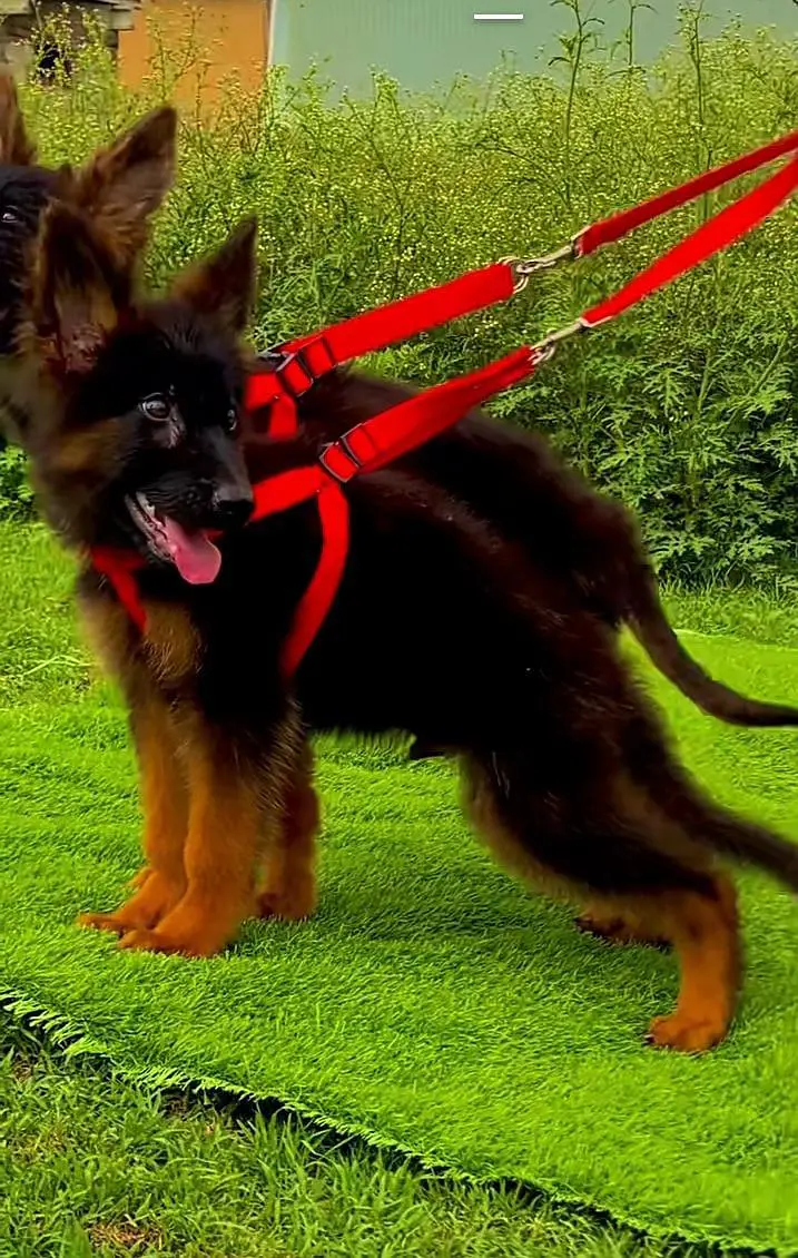 German Shepherd long coat puppies for sale my WhatsApp 03440066156 — photo 2