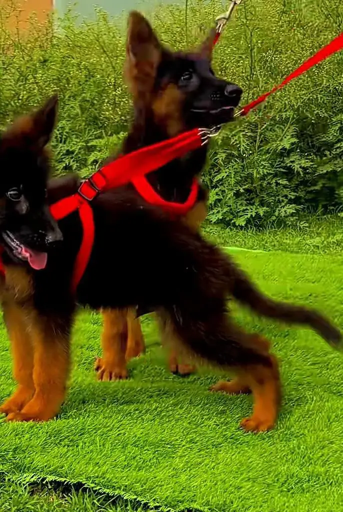 German Shepherd long coat puppies for sale my WhatsApp 03440066156 — photo 3