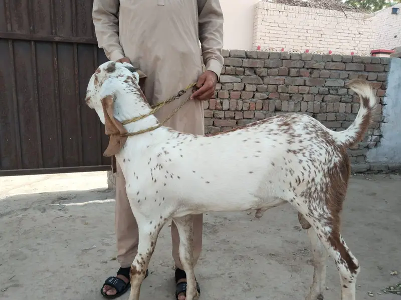 desi Bakra for Sale Mashallah — photo 3