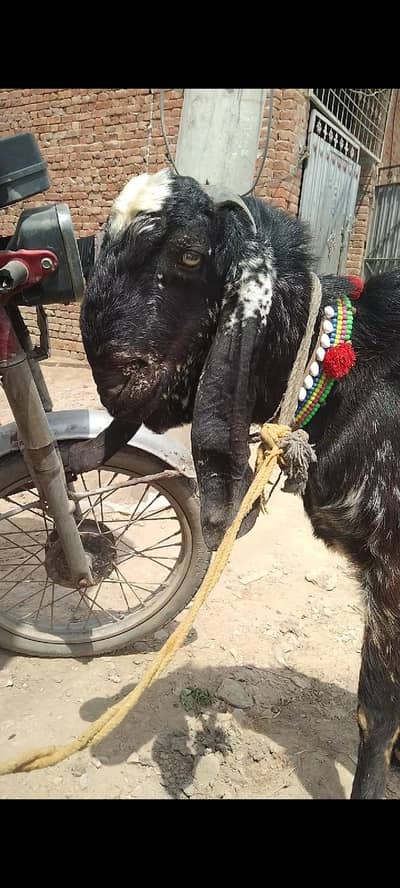 makhi Cheena long hight Bakra for sel