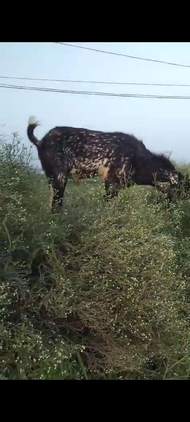 makhi Cheena long hight Bakra for sel — photo 2