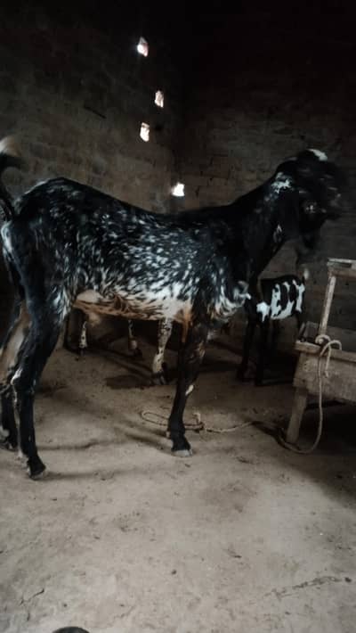 makhi Cheena long hight Bakra for sel