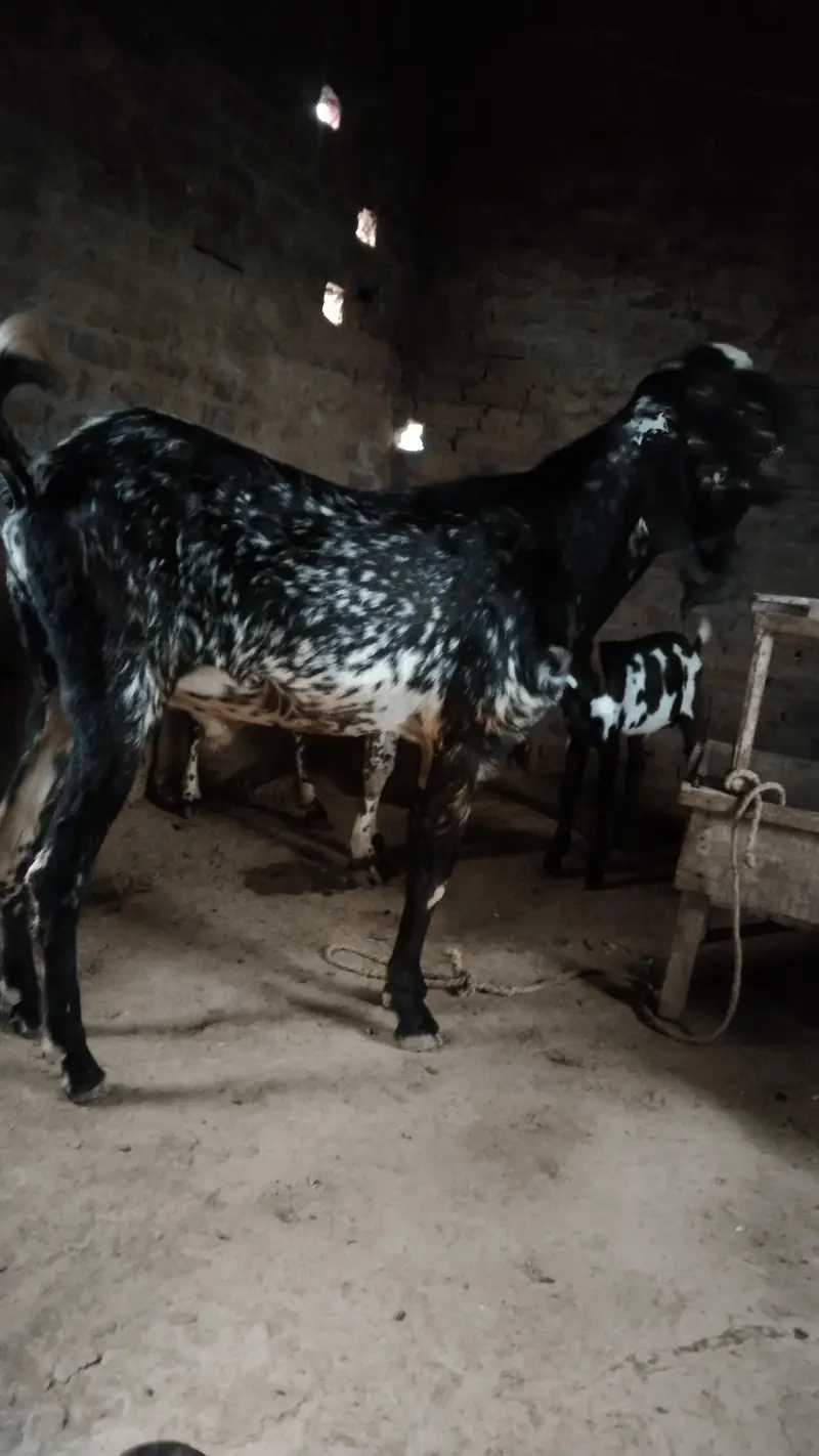 makhi Cheena long hight Bakra for sel — photo 3