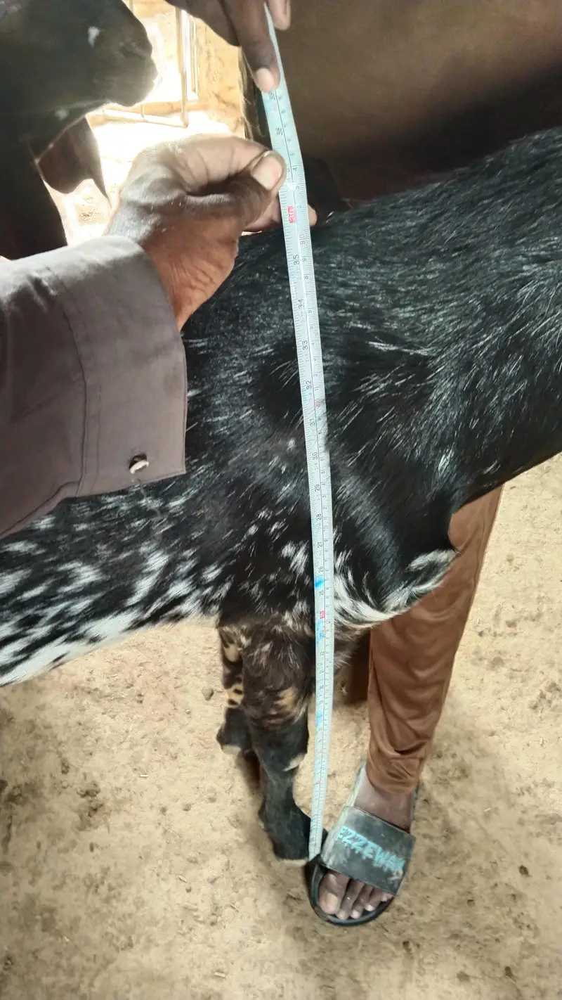 makhi Cheena long hight Bakra for sel — photo 4