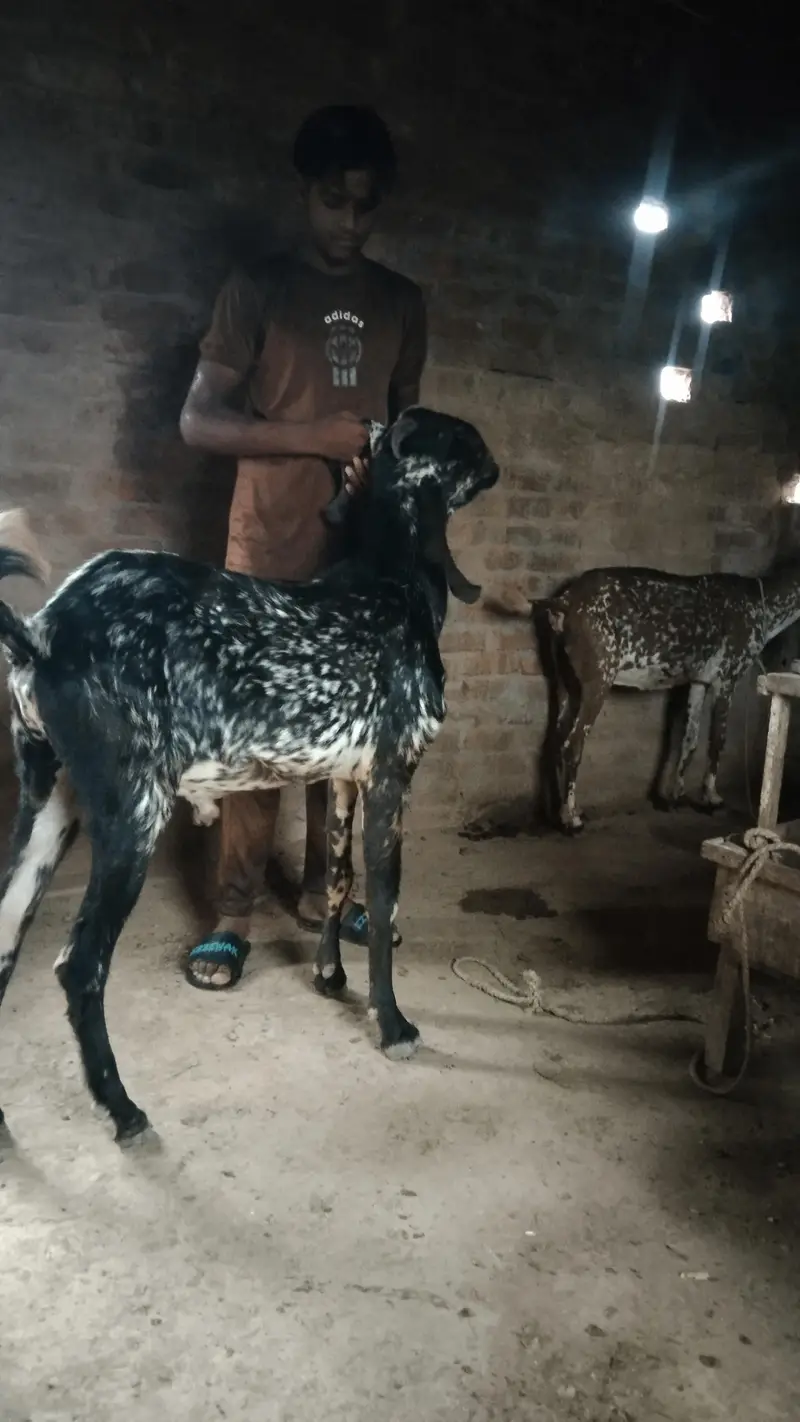 makhi Cheena long hight Bakra for sel — photo 9