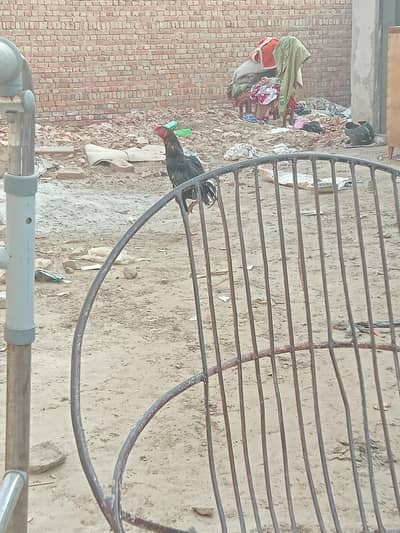 Aseel pair murgi aandy de rhi hy