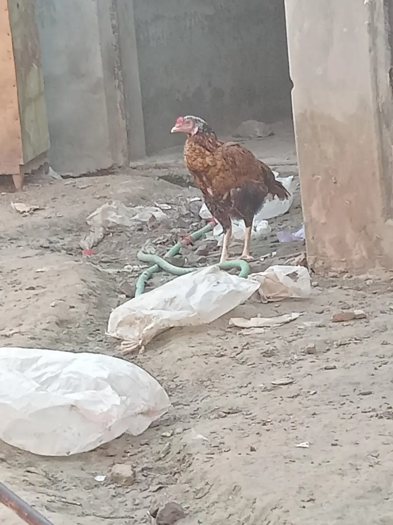 Aseel pair murgi aandy de rhi hy — photo 2