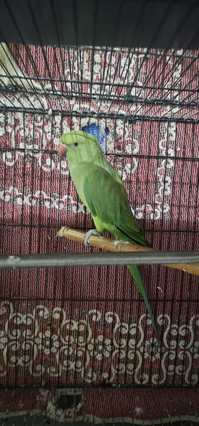 Ringneck for sale