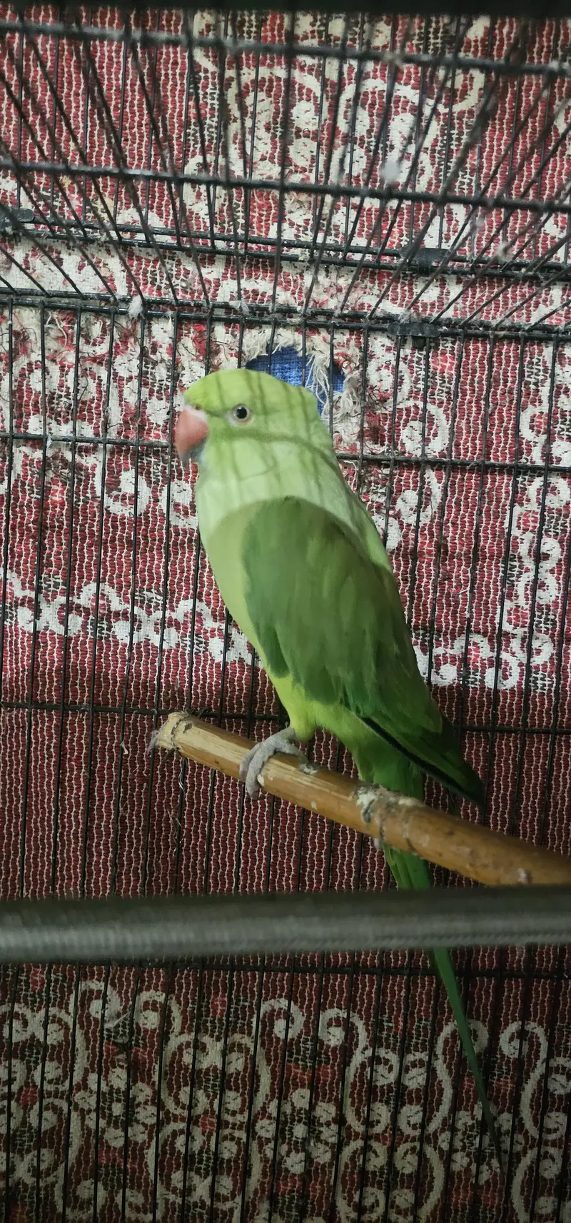 Ringneck for sale — photo 2