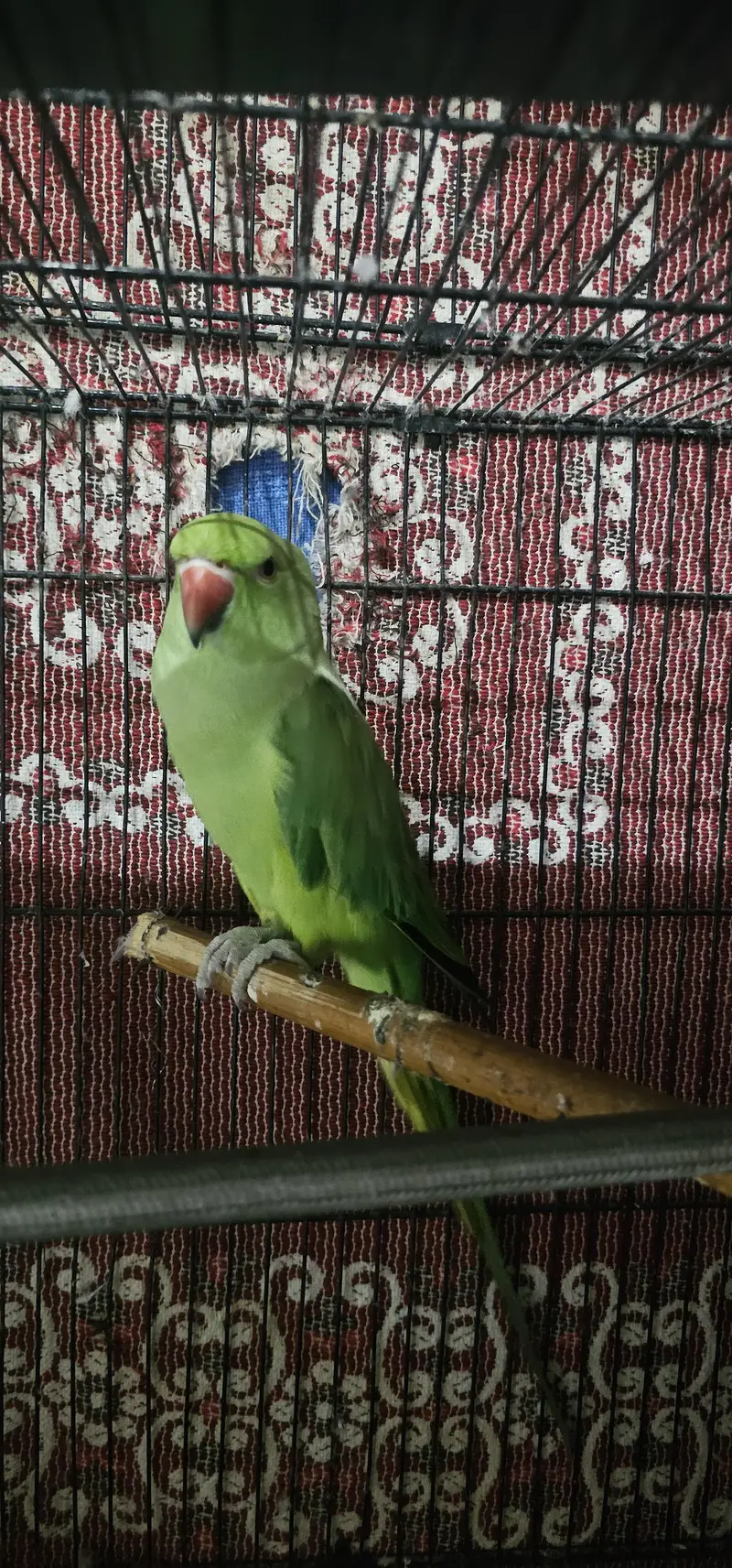 Ringneck for sale — photo 3