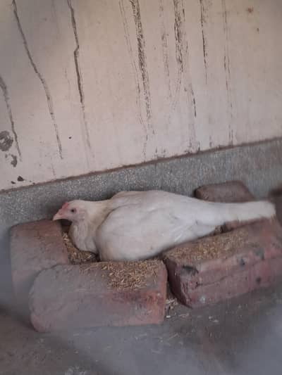 qualited white heera kurak madi for sale