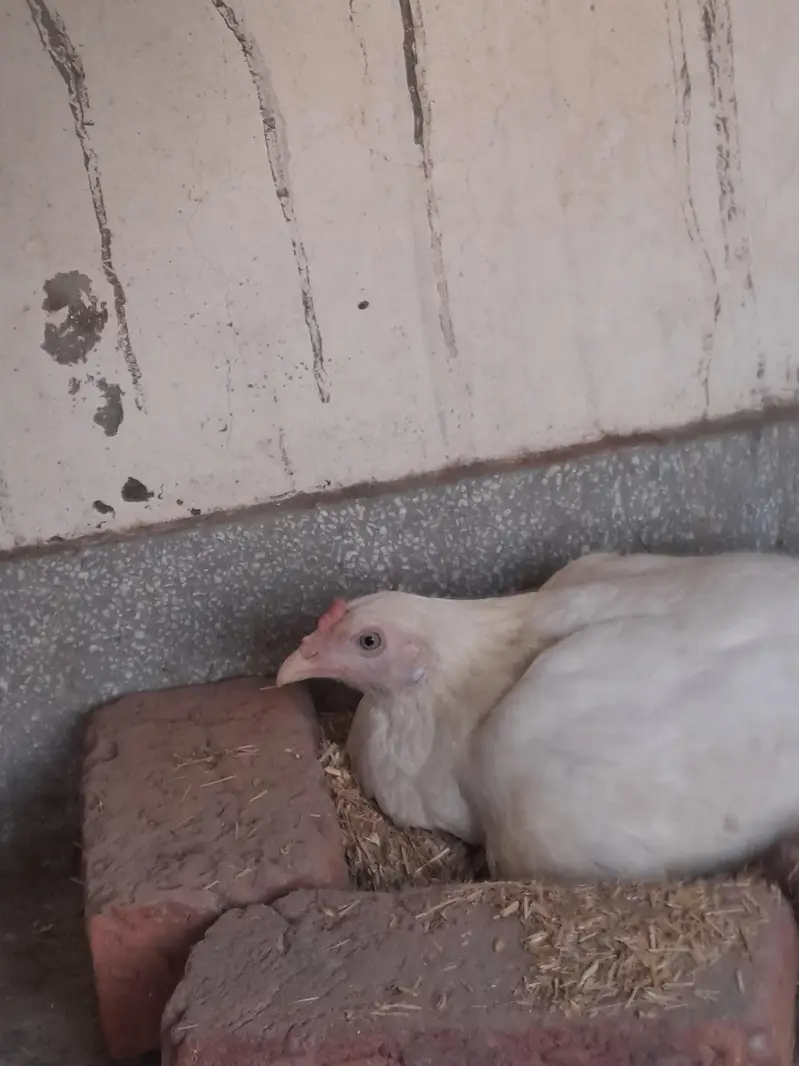 qualited white heera kurak madi for sale — photo 2