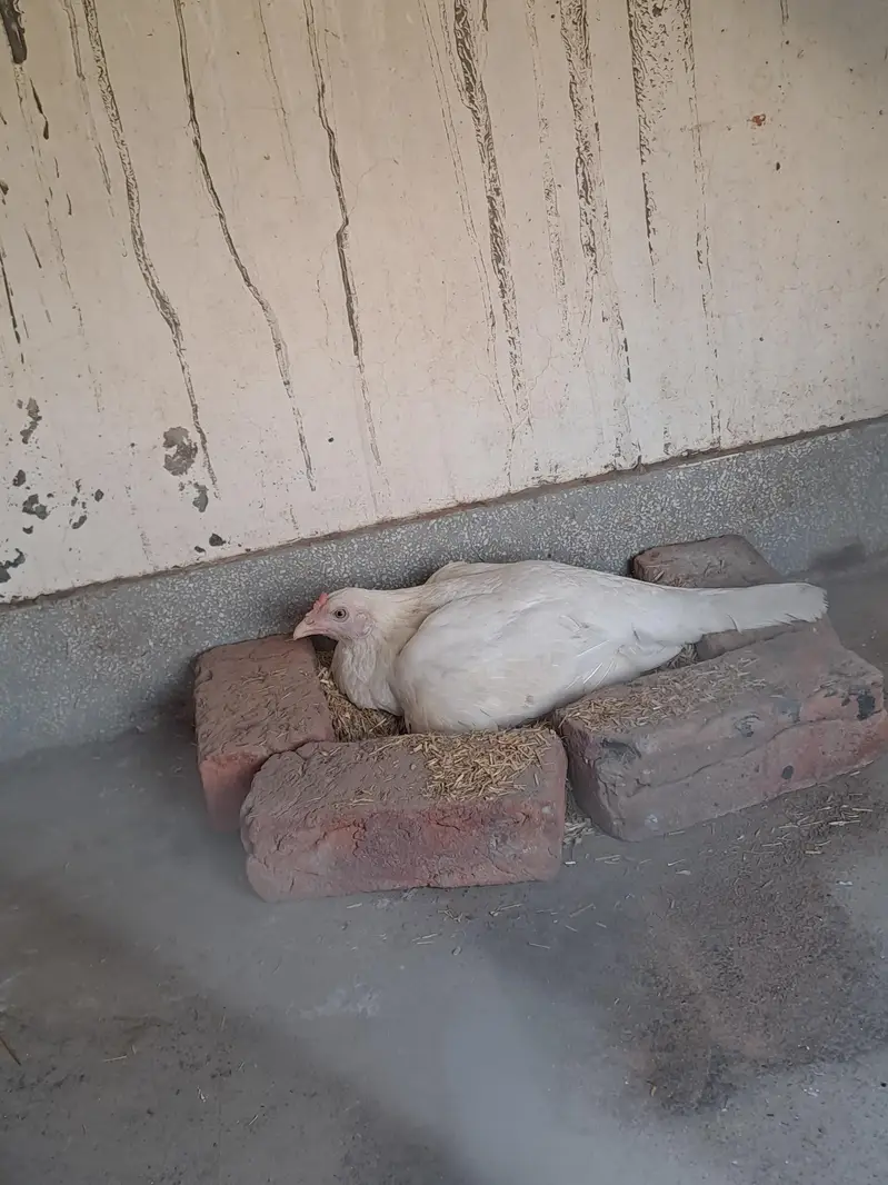 qualited white heera kurak madi for sale — photo 3