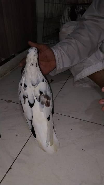 pigeon for sell