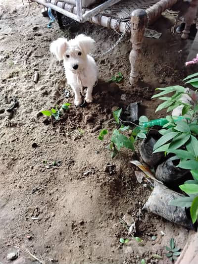Poodle male