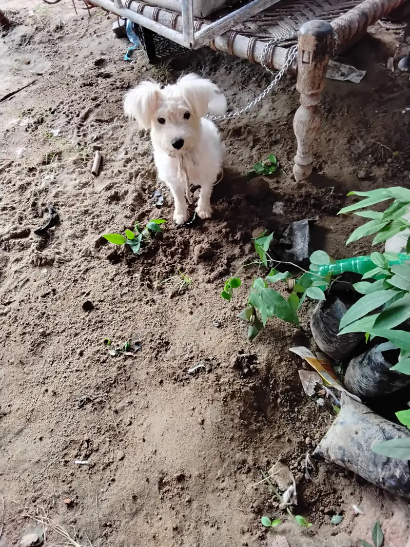 Poodle male — photo 3