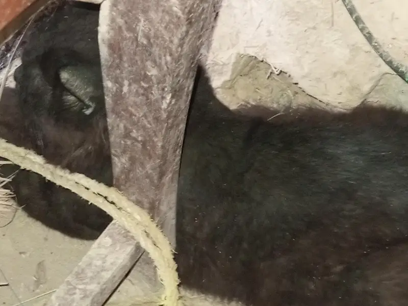 Persian Big Male Cat — photo 2