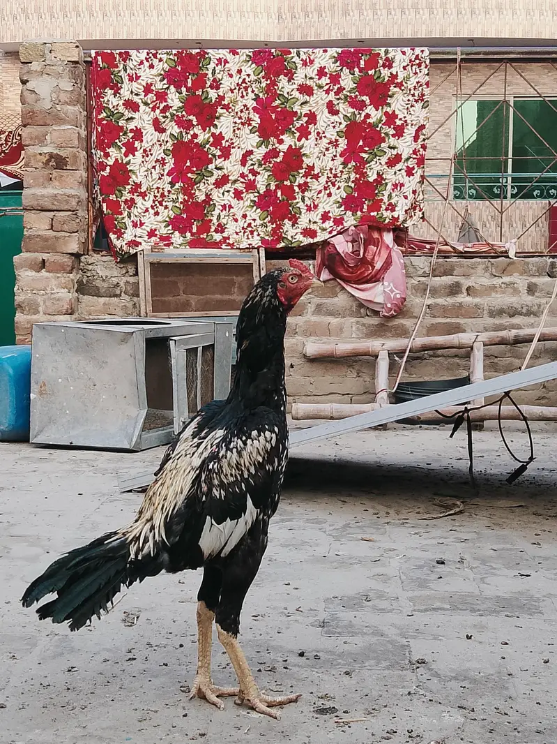 aseel — photo 3