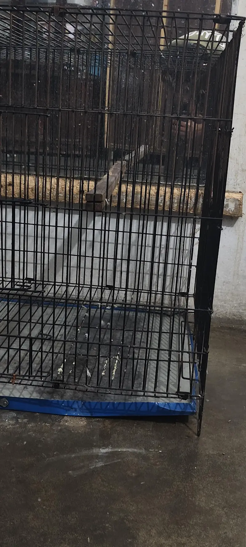 parrot cage — photo 3