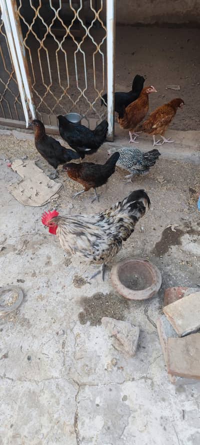 misri murgi pathi austorlop Females Male Murga desi pathis