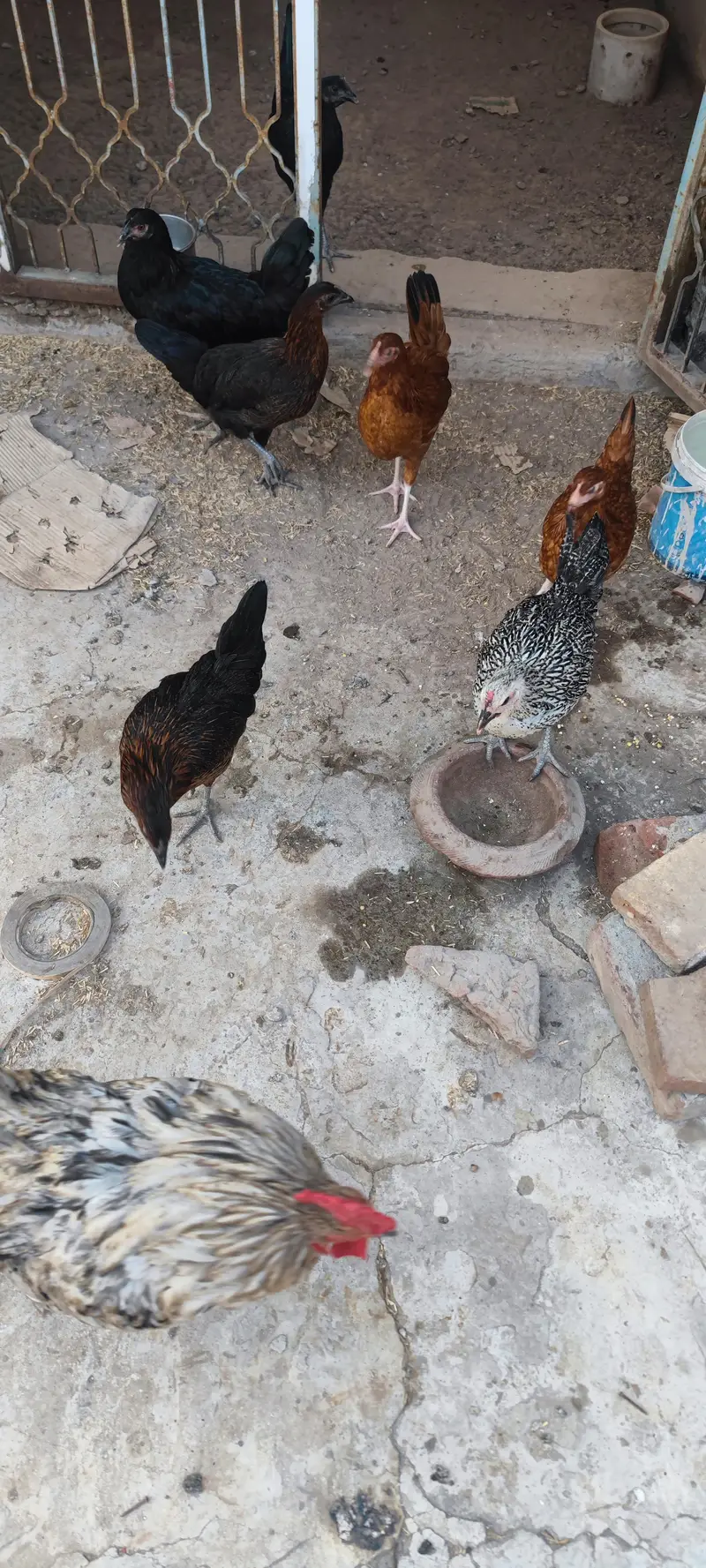 misri murgi pathi austorlop Females Male Murga desi pathis — photo 2