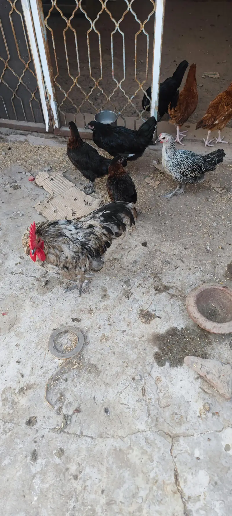 misri murgi pathi austorlop Females Male Murga desi pathis — photo 3