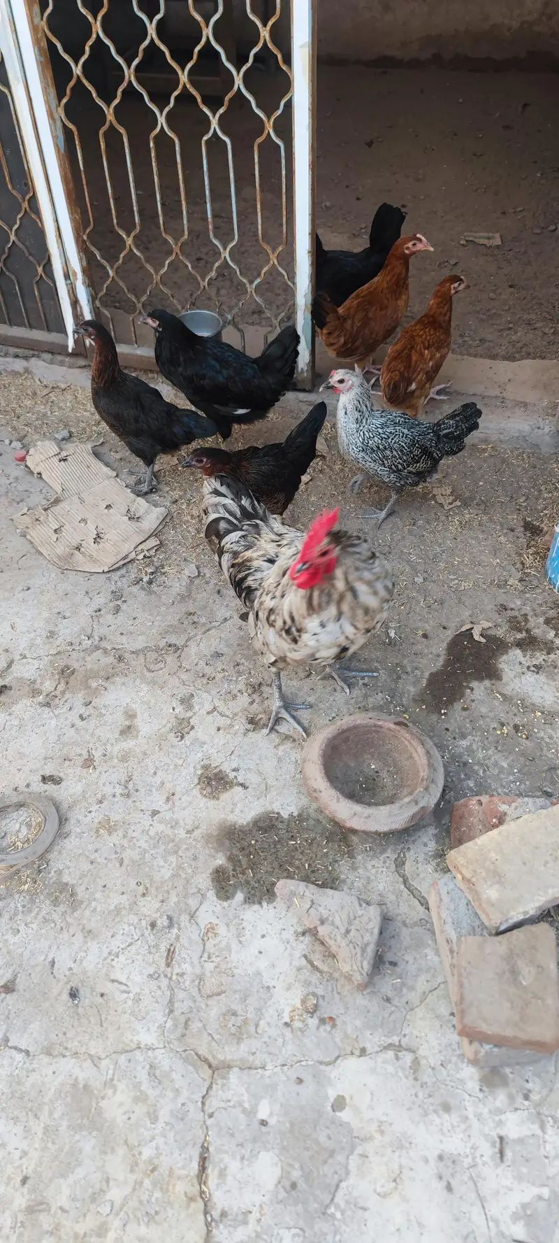 misri murgi pathi austorlop Females Male Murga desi pathis — photo 4