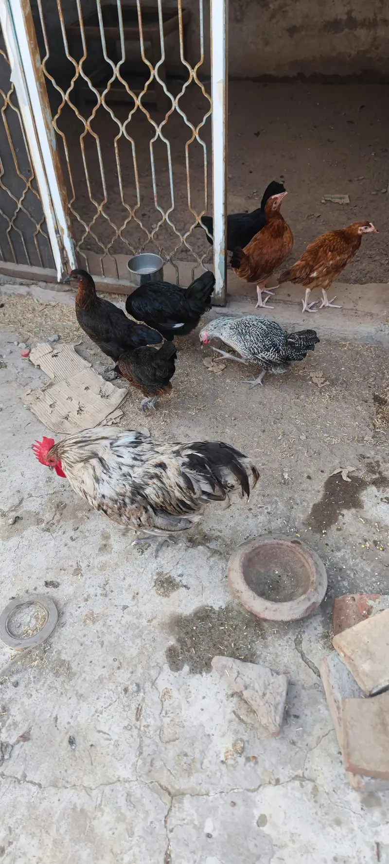 misri murgi pathi austorlop Females Male Murga desi pathis — photo 5