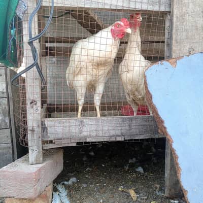 aseel desi hens