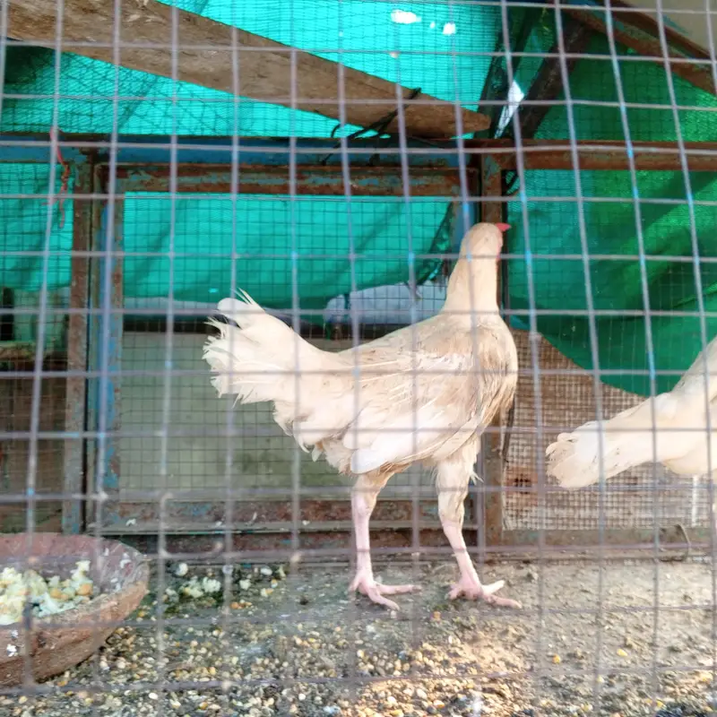 aseel desi hens — photo 2