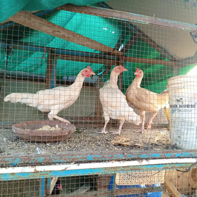 aseel desi hens — photo 3