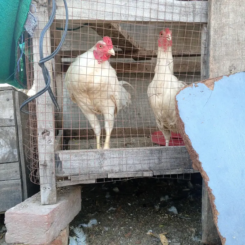 aseel desi hens — photo 4