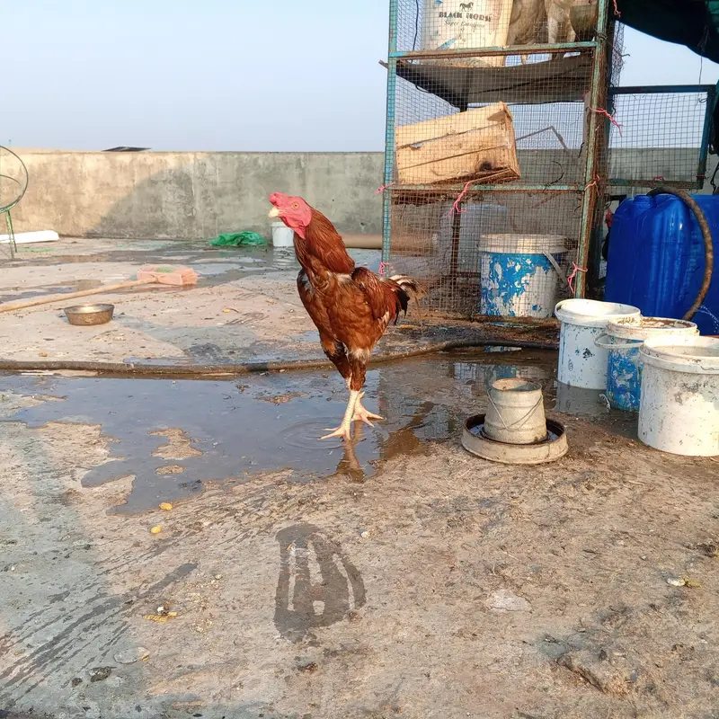aseel desi hens — photo 5