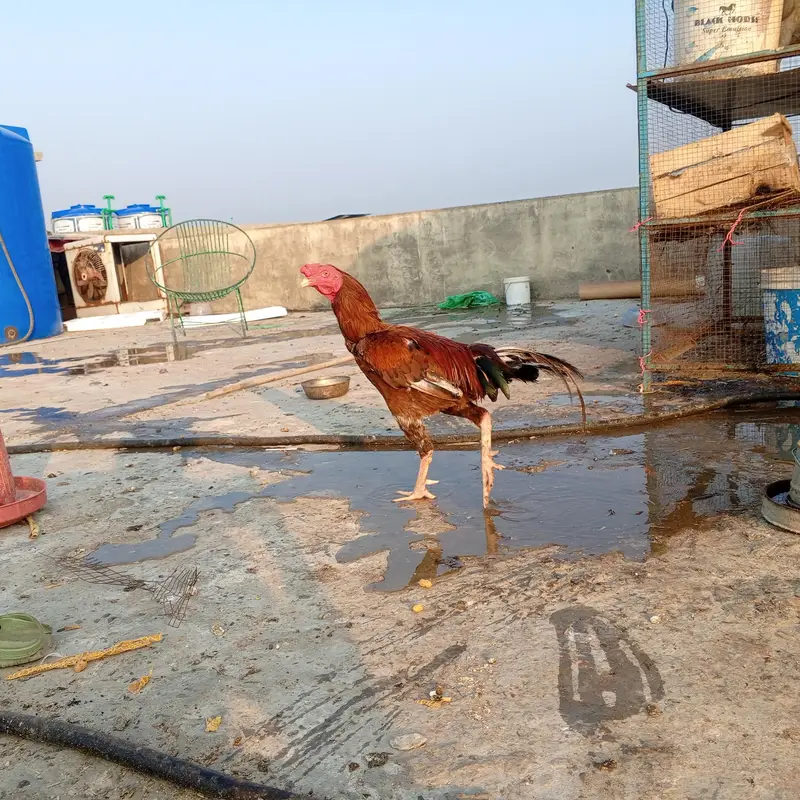 aseel desi hens — photo 6