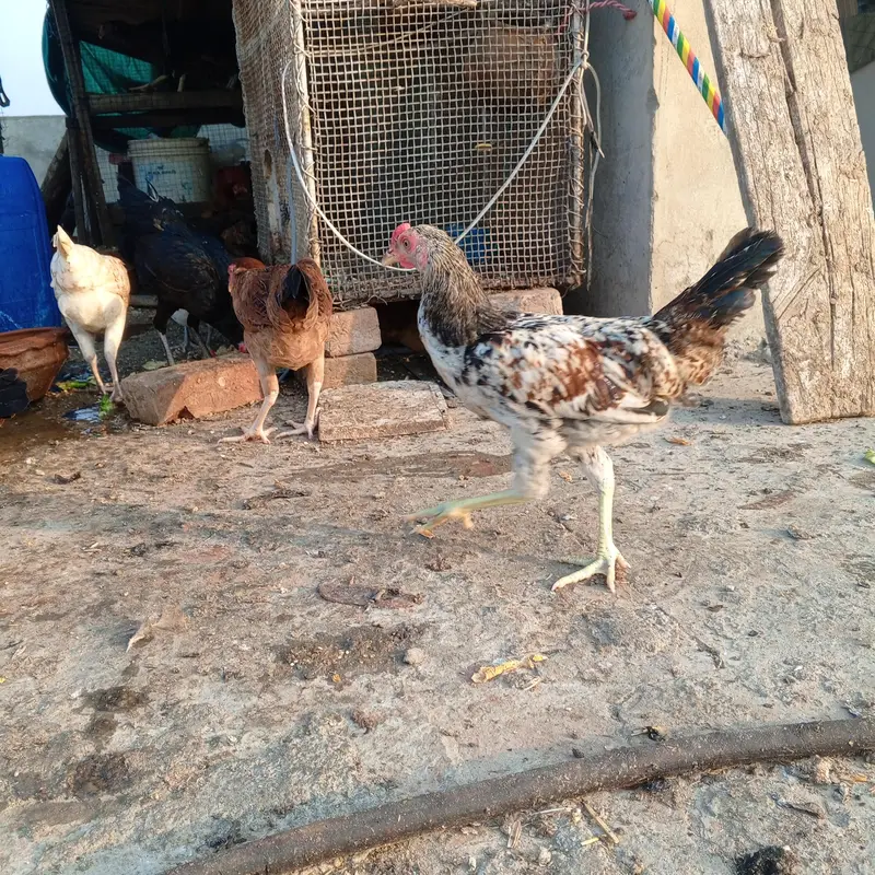 aseel desi hens — photo 7