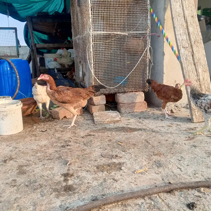 aseel desi hens — photo 8