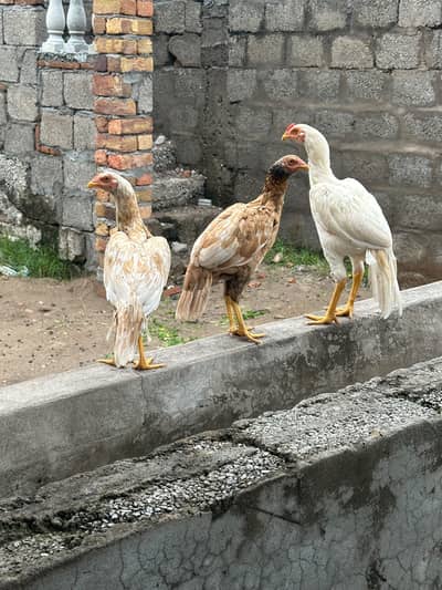 rohkri breed