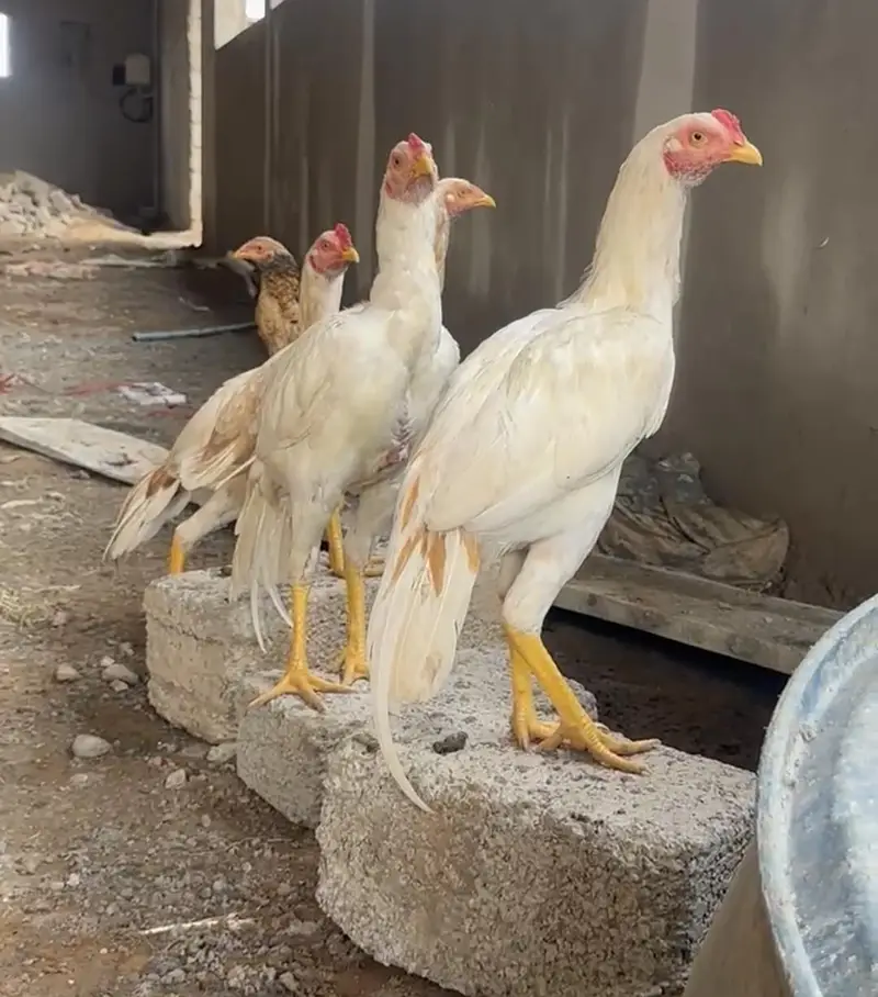 rohkri breed — photo 2