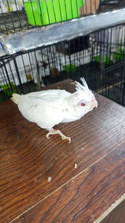 cocktail chick available for sale