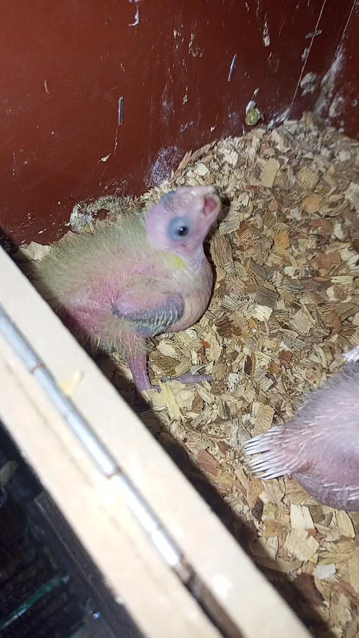 cocktail chick available for sale — photo 2