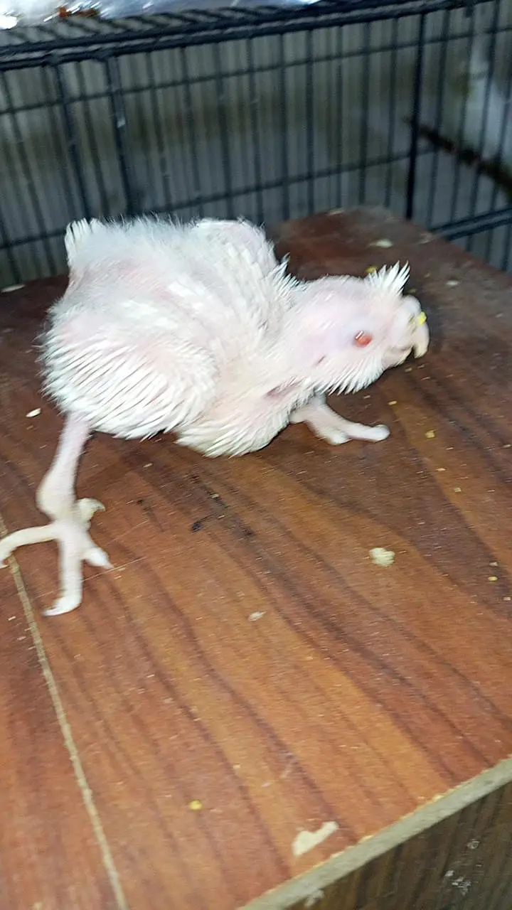 cocktail chick available for sale — photo 3