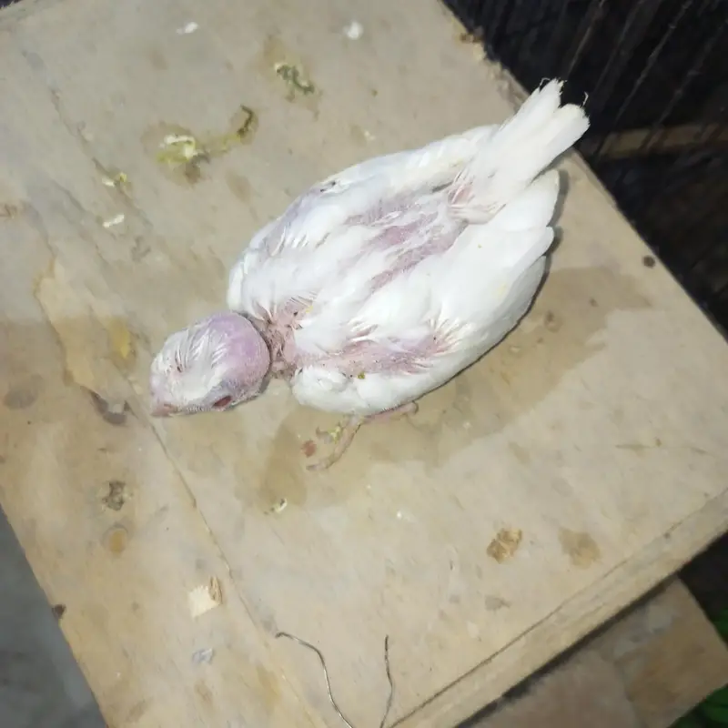 cocktail chick available for sale — photo 4