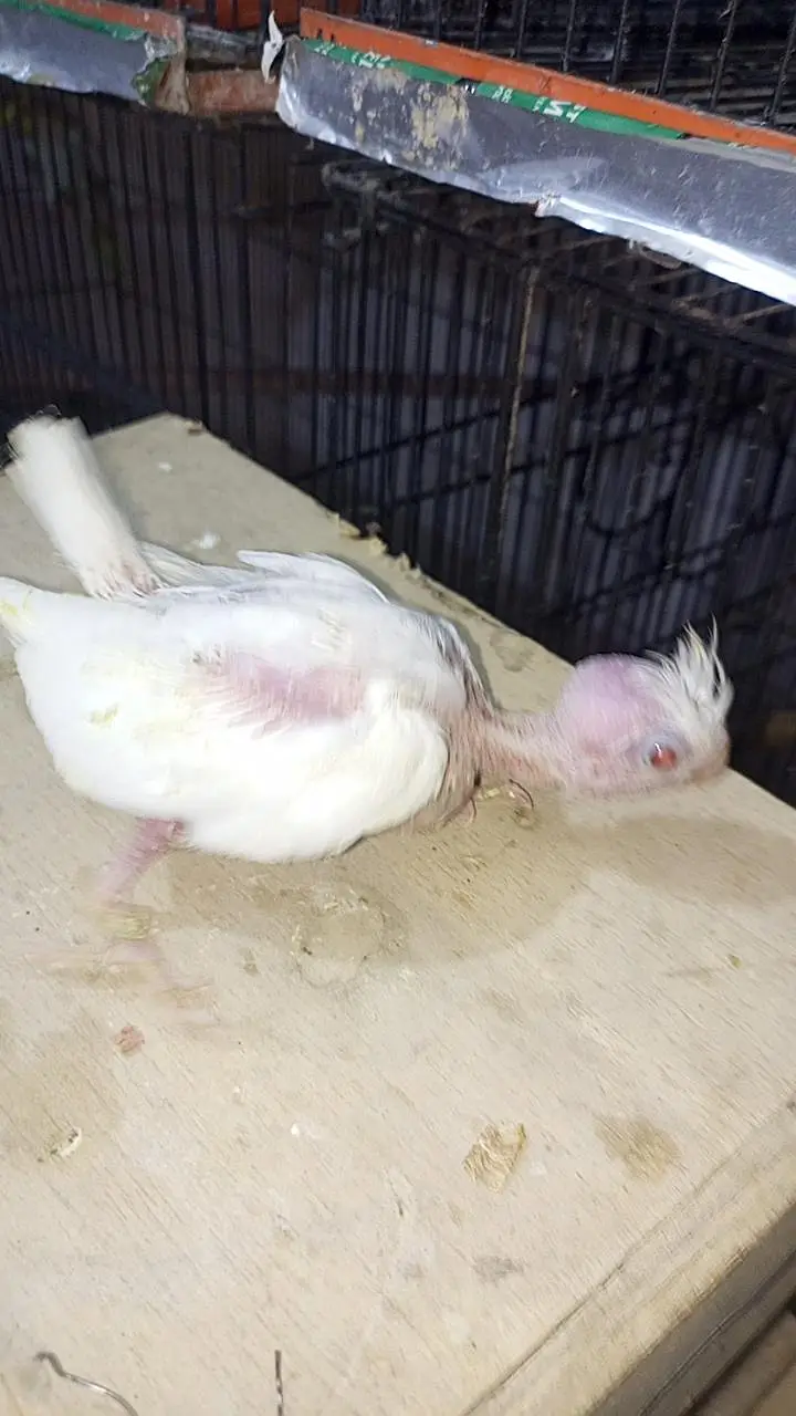 cocktail chick available for sale — photo 5
