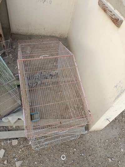 birds cage